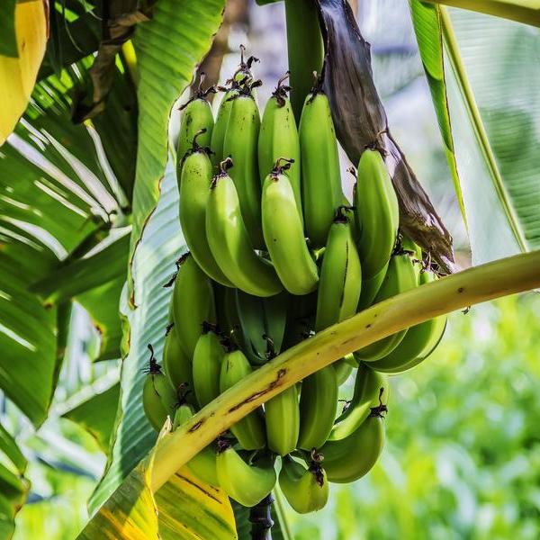 Bananen Baum