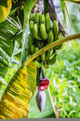 Bio Bananen-Blüten